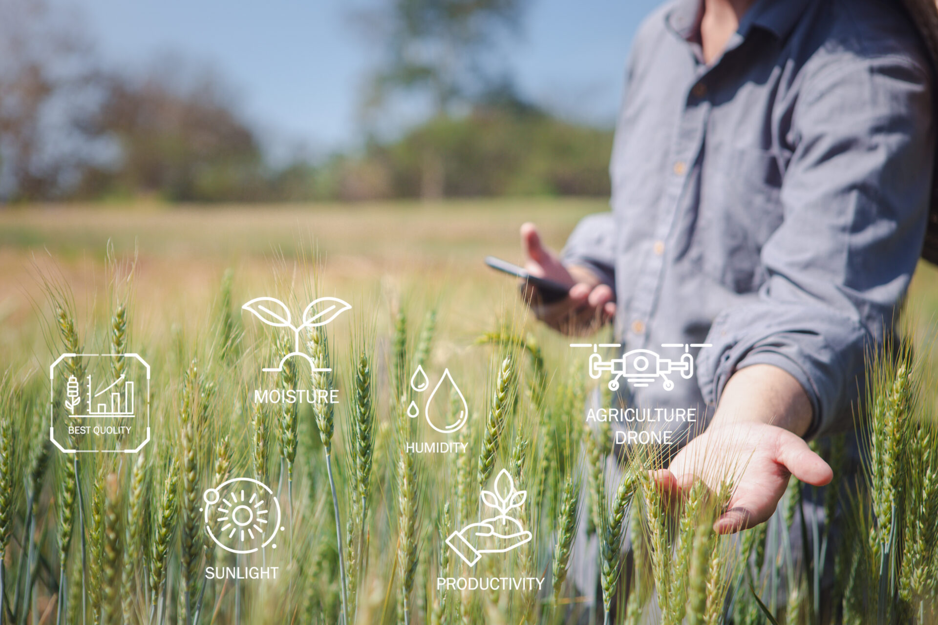 Smart agriculture technology and innovative agricultural concepts measure crop growth rates with Augmented Reality and AR tech using smart devices, digital controls and weather tracking and drone.